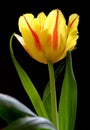 Illustration Ã¢â¬â closeup composition of blooming Botanic Tulip